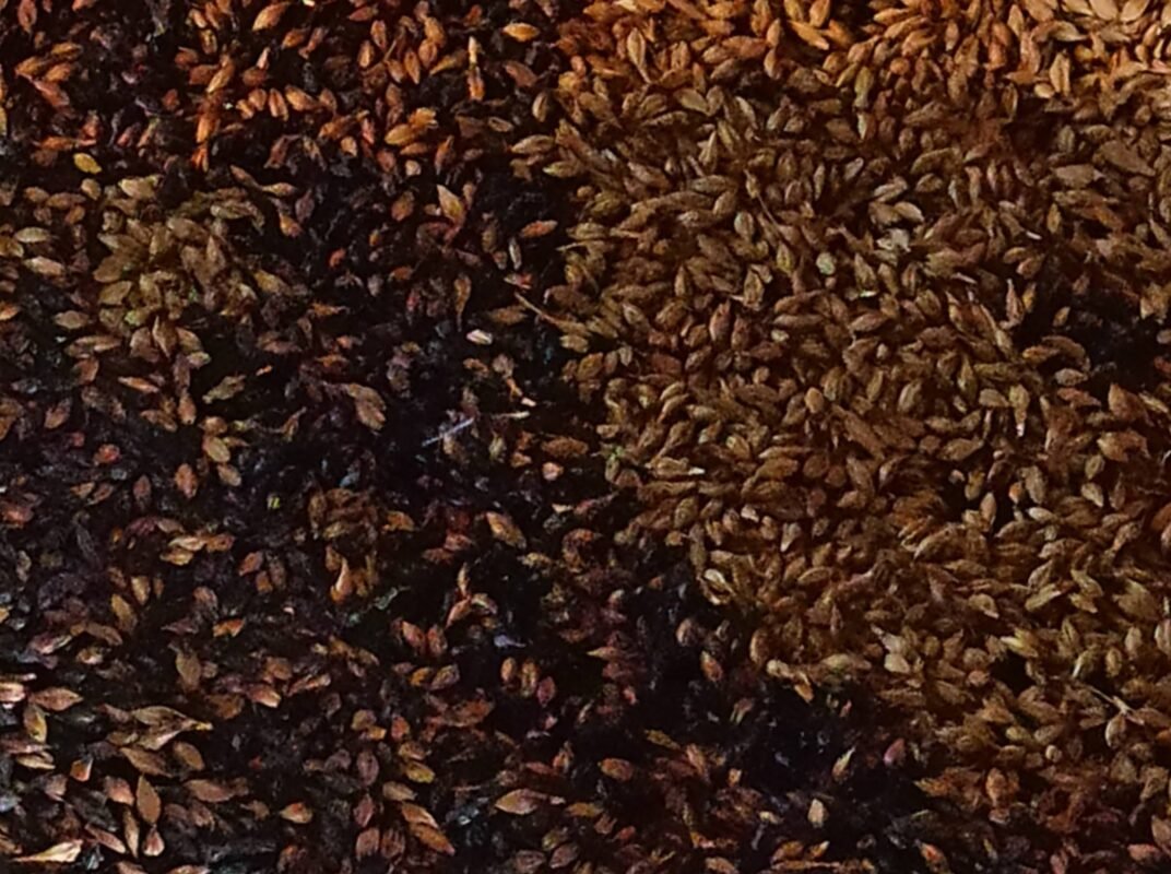 Diferentes puntos de tueste de cebada darán los tipos de cerveza. Sol del Venado cerveza artesanal en Vilcabamba