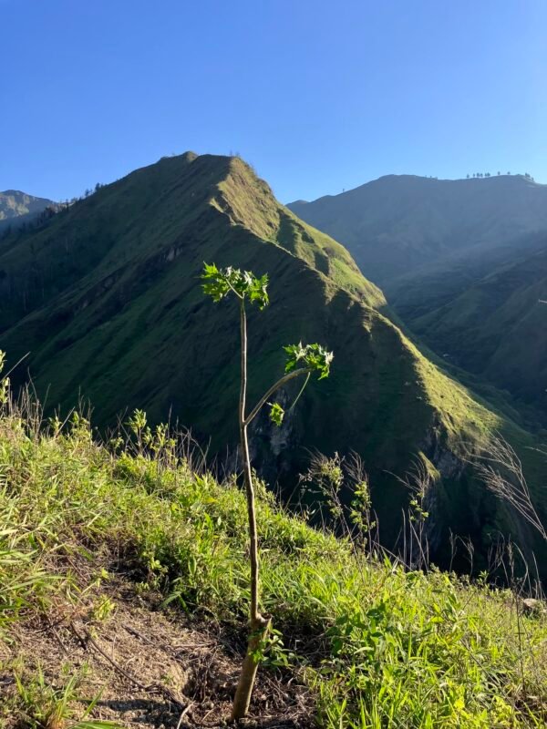Tree reforested on one of the mountains around Vilcabamba after the 2024 fires
